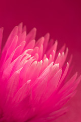 Pink cactus flower