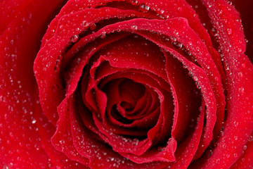 Beautiful red rose close up