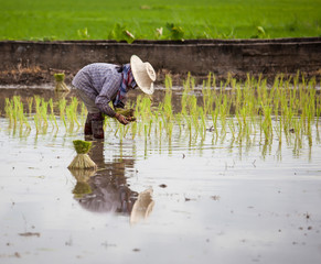 Thai Farmers