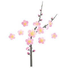 Obraz premium 梅の花