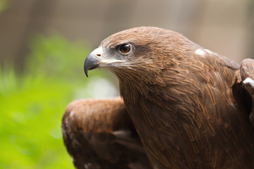 Portrait of a black hawk