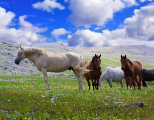 horses on mountains meadow