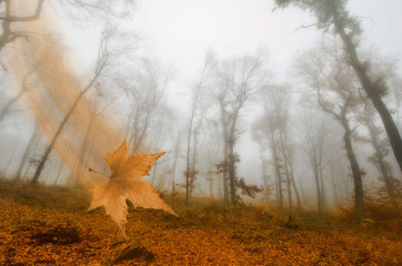 mist in the autumn forest