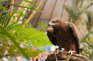 Portrait of a black hawk