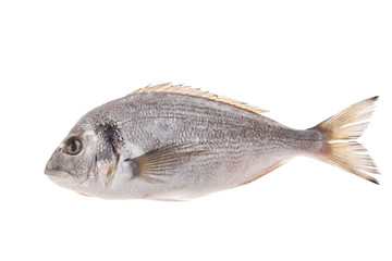 Dorado fish isolated on white background