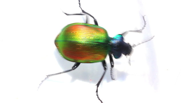 large green beetle running macro
