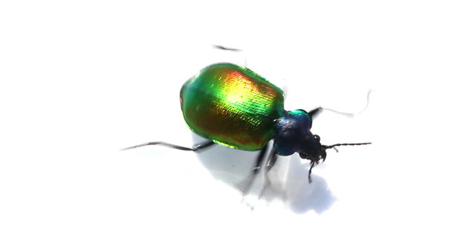 Large Green Beetle Running Macro
