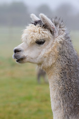 Obraz premium Grey Alpaca in profile, resembles a small llama in appearance