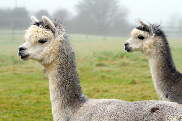Two gray Alpacas.  They resemble a small llama in appearance © acceleratorhams