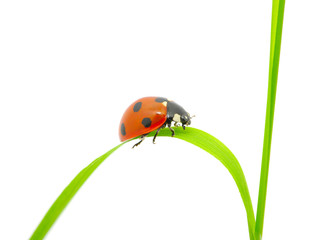 ladybug