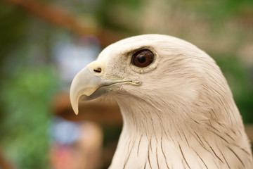 Close up Brahminy Kite ,Red-backed Sea Eagle