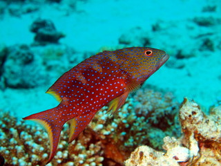 Coral fish, Red sea, Dahab