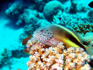The small perch, Red sea, Dahab