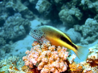 The small perch, Red sea, Dahab
