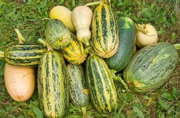 Vegetable marrows 25