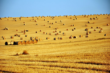 Obraz premium corn field after harvest