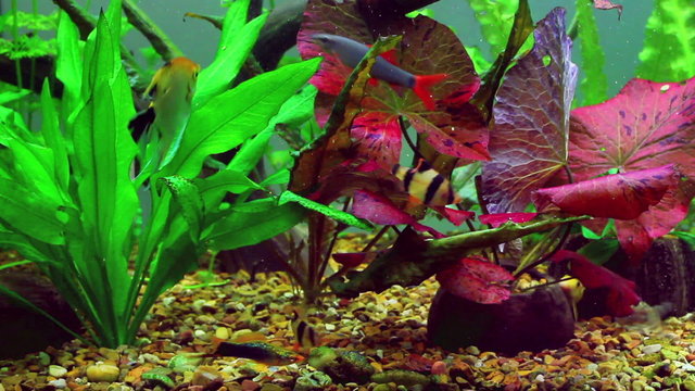 fish swimming in aquarium