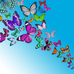 Colorful background with butterfly