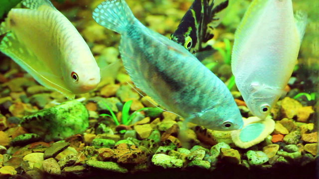 feeding the fish in aquarium