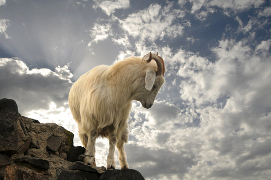animals
