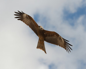  black kite