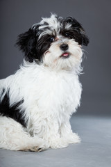 Cute black and white boomer dog isolated on grey background.