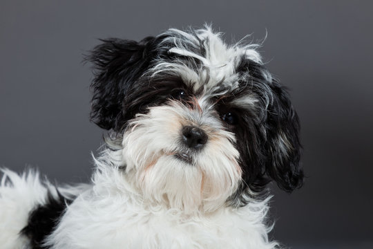 Cute black and white boomer dog isolated on grey background.