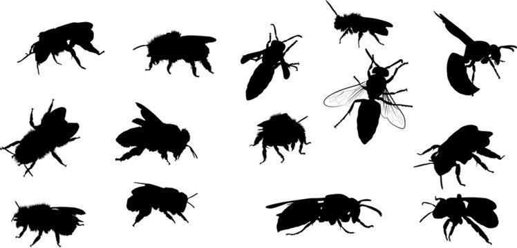fourteen bee and wasp silhouettes