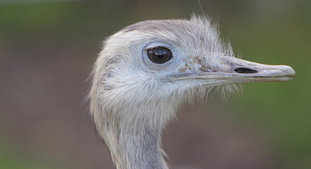 Rhea