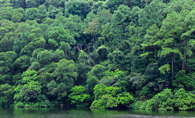 Obraz premium lake with wood