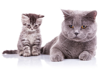 english kitten sitting next to adult