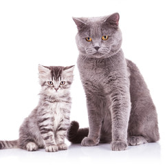 english cats, adult and cub