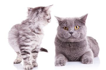 kitten looking at an adult cat