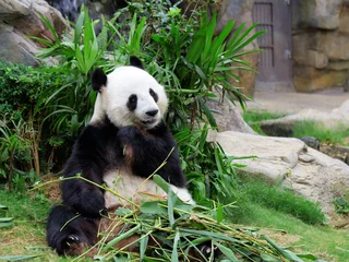 Crédence de cuisine en verre imprimé Panda Panda eating bamboo