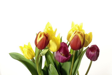 kwiaty tulipanów - obrazy, fototapety, plakaty