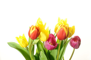 kolorowe tulipany - obrazy, fototapety, plakaty