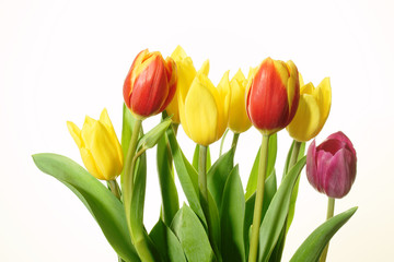 Naklejka premium bukiet kolorowych tulipanów