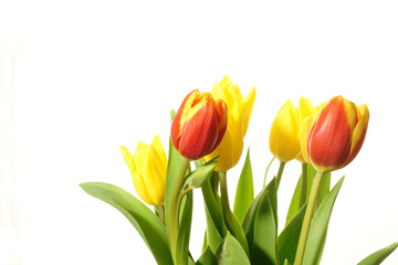 tulipany bukiet - obrazy, fototapety, plakaty