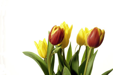 tulipany bukiet stonowane kolory
