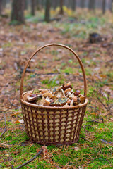 basket with mushrooms in the forest
