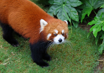 Obraz premium Red panda