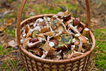 basket with mushrooms in the forest