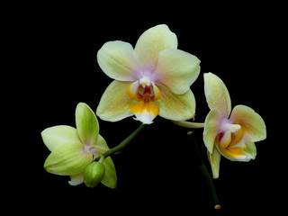 Fototapeta na wymiar kwitnienie żółta orchidea na czarnym tle
