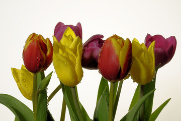 kompozycja kwiatowa, tulipany