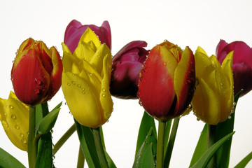 tulipany z kroplami rosy