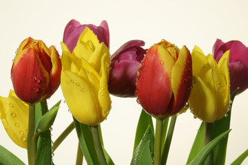 kompozycja kwiatowa, tulipany