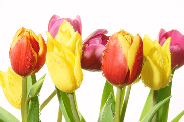 Fototapeta tulipany z kroplami rosy na białym tle, intensywne kolory obraz