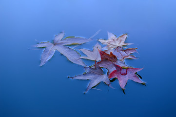 Foglie