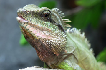 Green Water Dragon or Thai Water Dragon