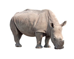 Fototapeta premium rhinoceros isolated on white background with paths